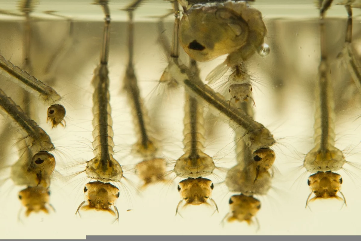 Mosquito larvae are reportedly no match for chitin/silver nanoparticles