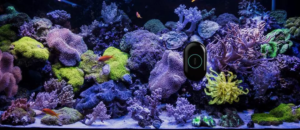The MOAI robot moves across aquarium glass on its own