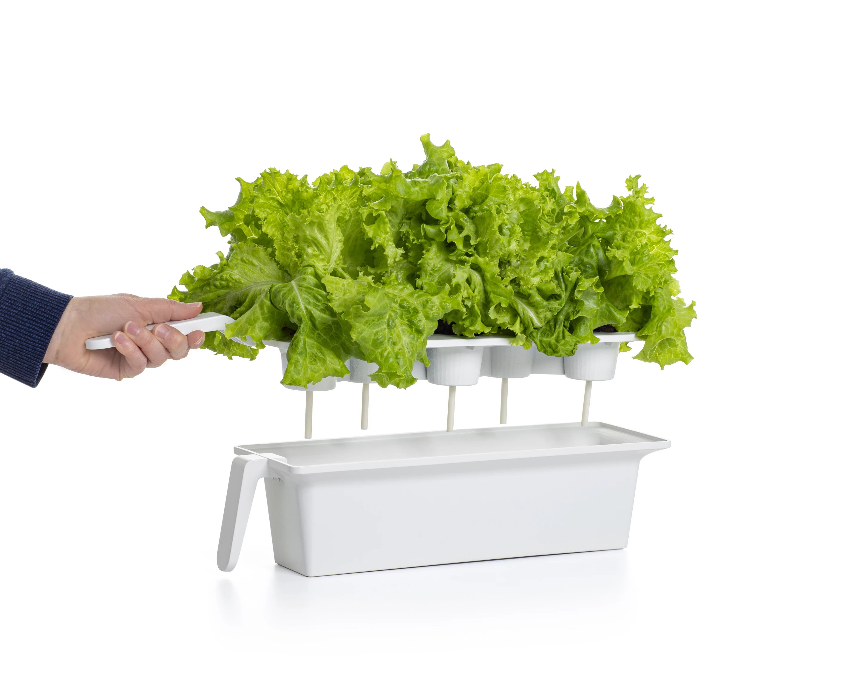 Proprietary pods provide all the nutrients needed by the growing plants, while the system automatically takes care of lighting and watering needs