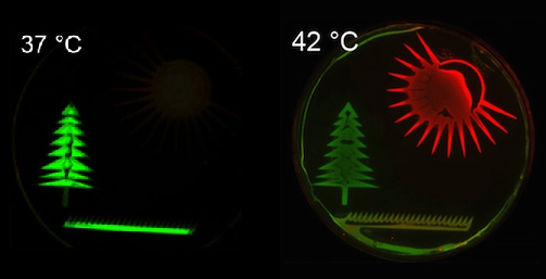 As an example of the thermal controls, the Caltech team drew a picture with bacteria in a petri dish: at 37º C, bacteria in the tree shape glow green, and at 42º C, those in the sun shape glow red
