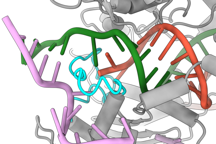 A molecular model of CRISPR making an edit to a gene