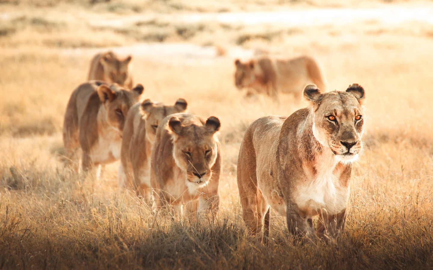 'Lioness Pride' by @freeilli (Italy)