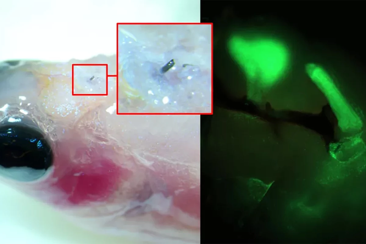 Researchers have implanted a dissolvable organic electrode in the brain of a zebrafish, using it to send electrical signals (highlighted in green)
