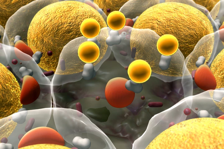 Scientists have gained a new understanding of the way inflammation in fat cells drives obesity
