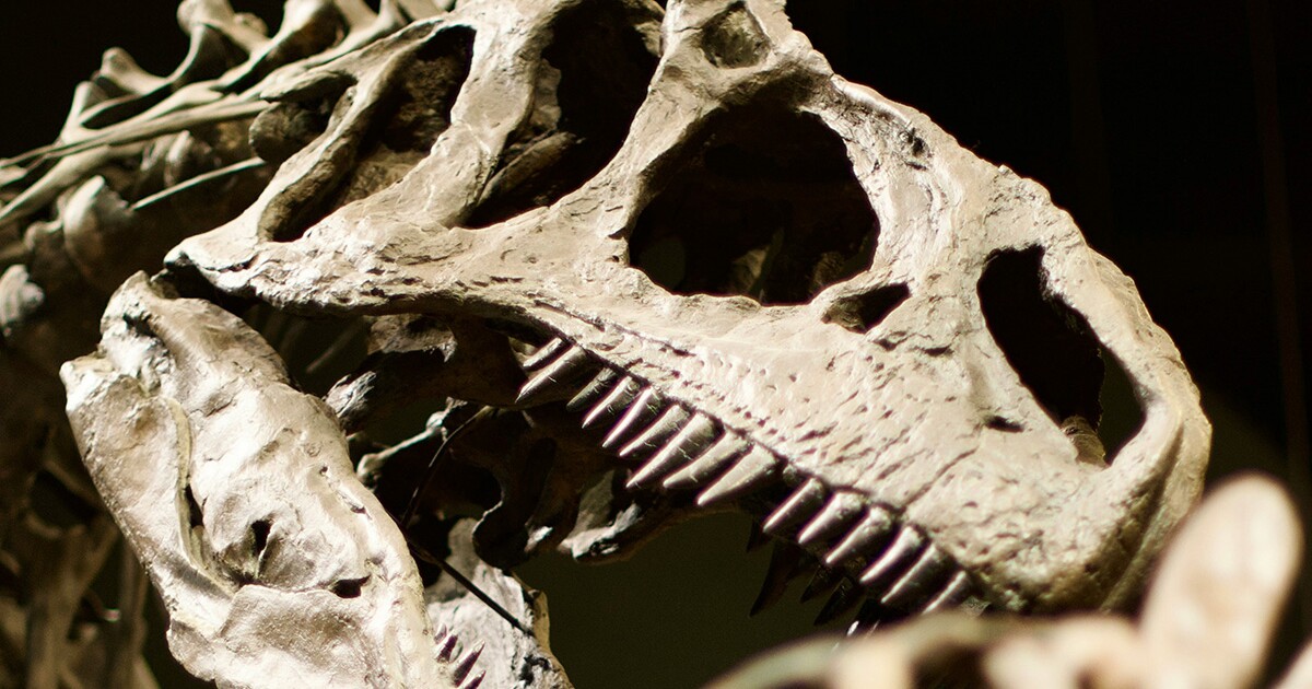 Dinosaur teeth reveal ancient atmospheric secrets Dinosaur teeth reveal ancient atmospheric secrets