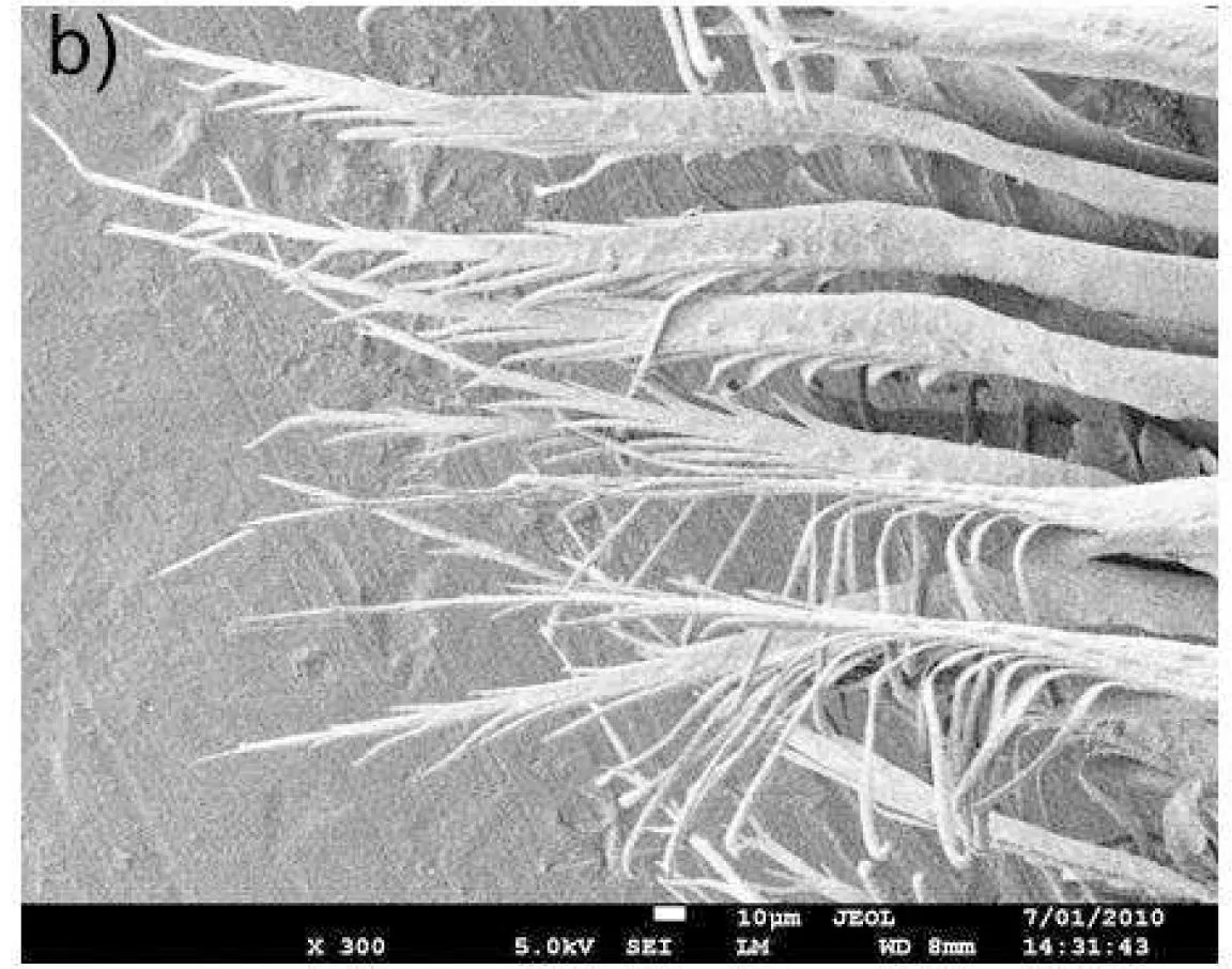 Magnified barbules of a white peacock’s feathers, which feature long appendages that diffuse thermal radiation to keep the birds warm. (Photo: Optics Express)