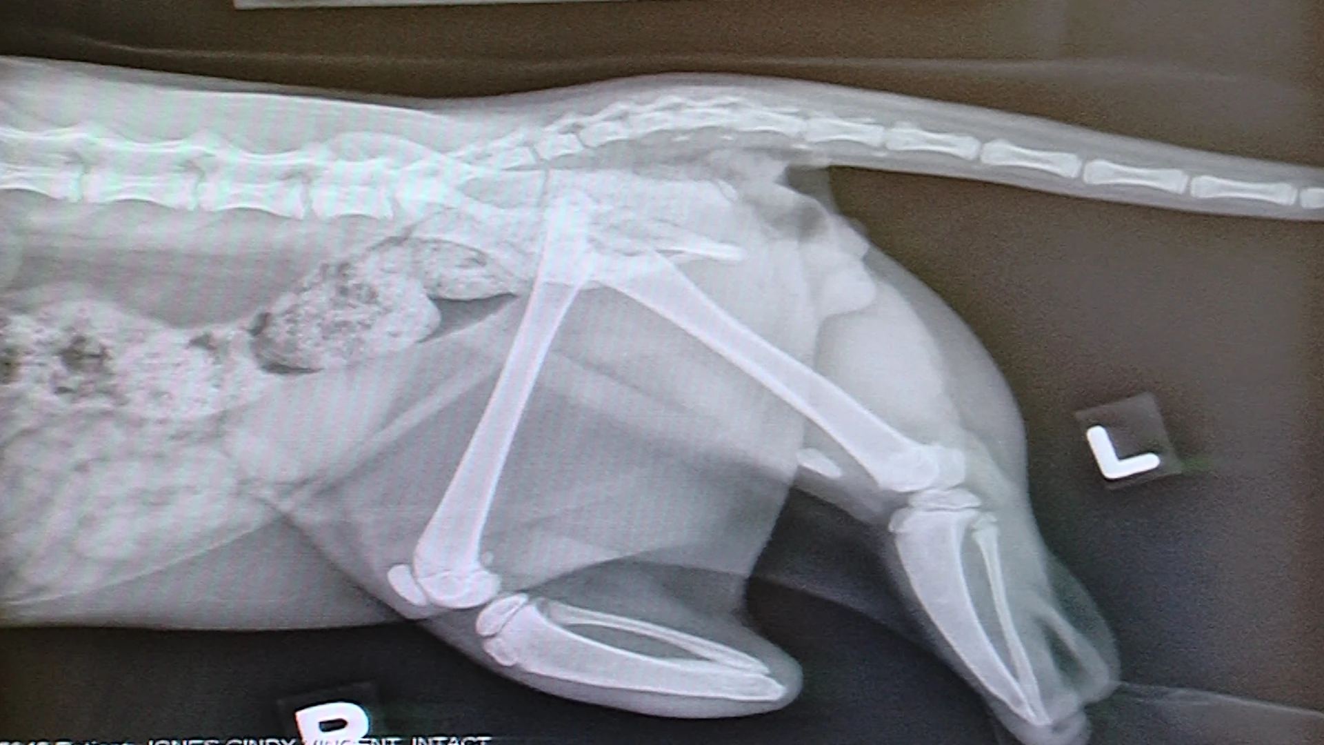 An x-ray showing how Vincent's back legs looked before the prostheses were implanted