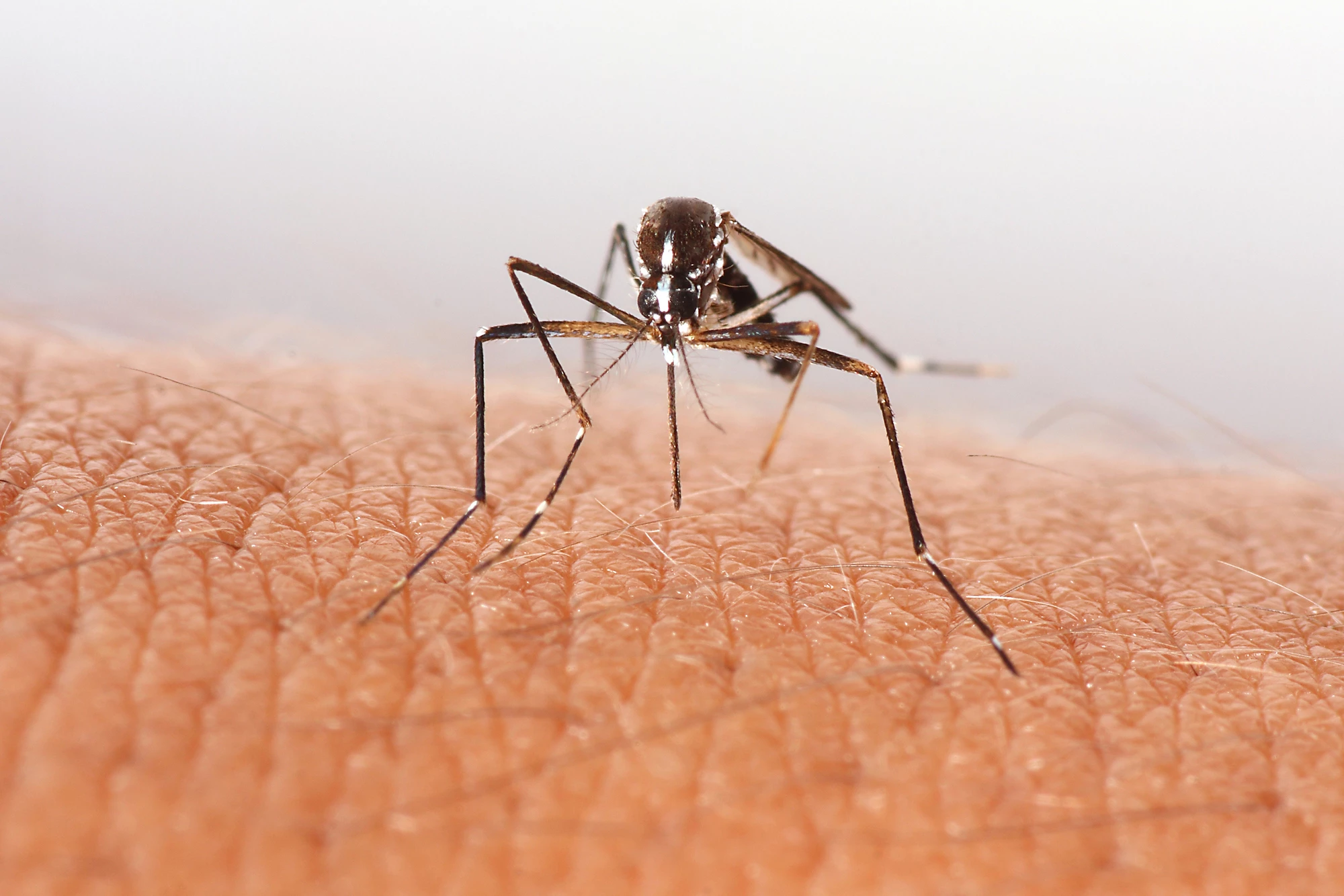 Researchers have developed a surfactant spray that counters the mosquito's natural water-resistant properties, killing them without insecticides