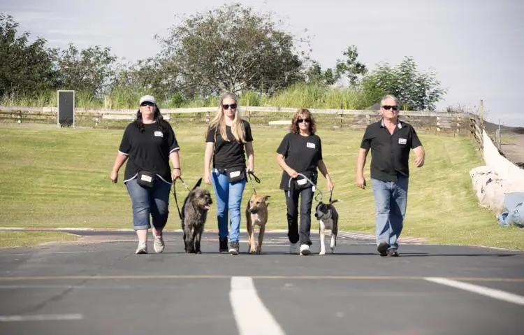 The trainers worked with the dogs for two months