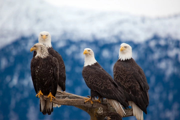 Bald and golden eagles in the US seem to be suffering lead poisoning from ammunition