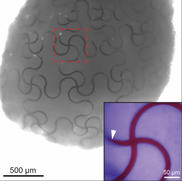 The nanoelectronic mesh embedded into the organoids has a curvy structure, allowing it to stretch while retaining its electronic properties
