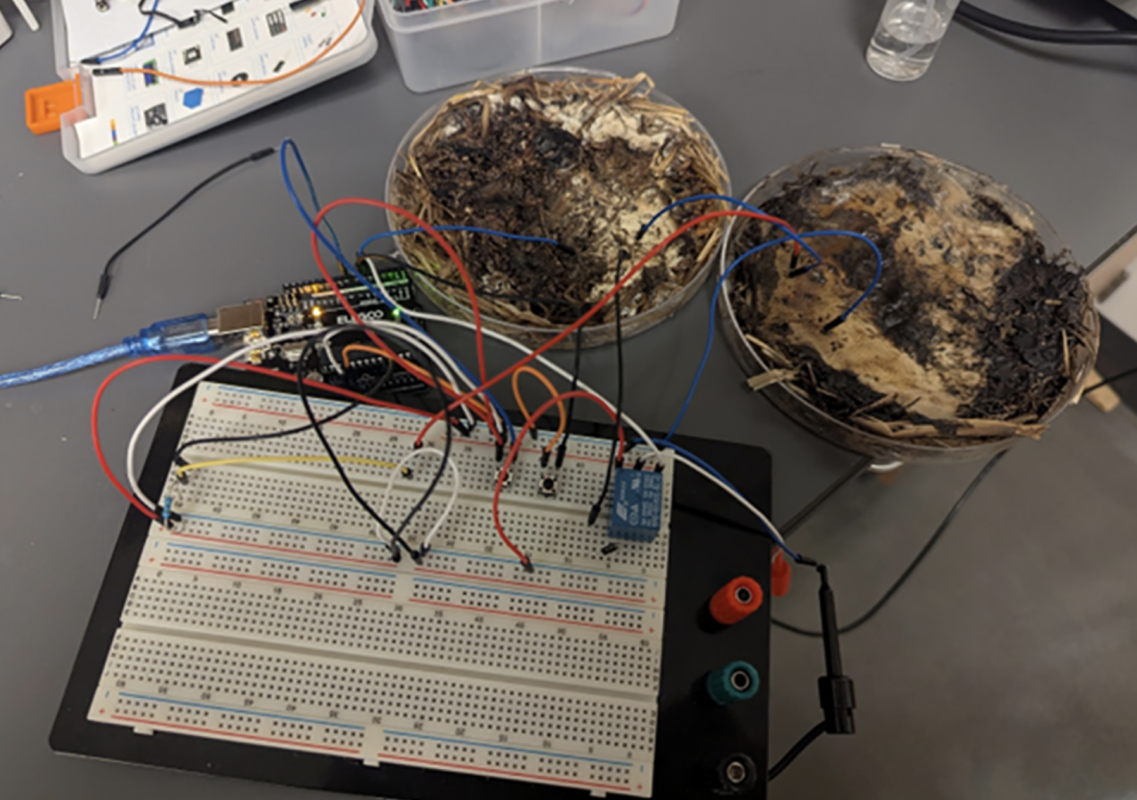 Biochips made from mushrooms rival power of manmade semiconductors