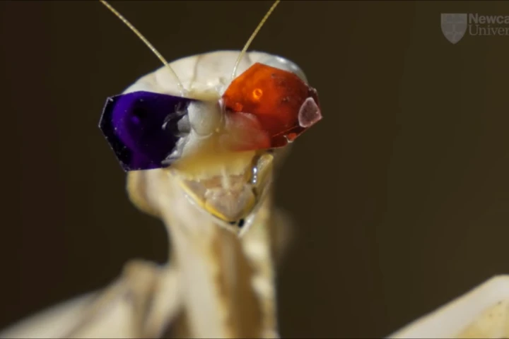 By putting tiny 3D glasses onto praying mantises, researchers have discovered a unique, previously unknown type of 3D vision that's based on movement
