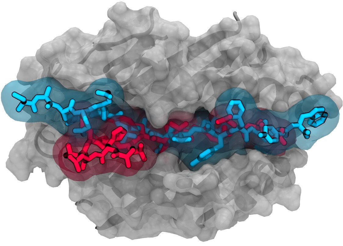 Computer simulation showing the extremely tight binding to an immune system cell of a peptide (blue) produced by the newly discovered “X lymphocyte.” The protein may direct the mistaken destruction of healthy insulin-producing cells in the pancreas, and in turn, cause type 1 diabetes. This autoimmune response is 10 times stronger than that seen with a weaker-binding, lab-engineered insulin mimic (red) that is itself 1,000 times more immune stimulating than normal insulin
