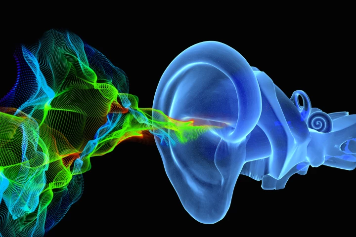 Scientists have detailed a structure in the inner ear that facilitates hearing, for the first time