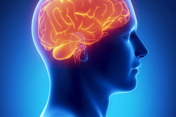 Scientists have cracked the code that the brain uses to vocalize vowels (Image: Shutterstock)