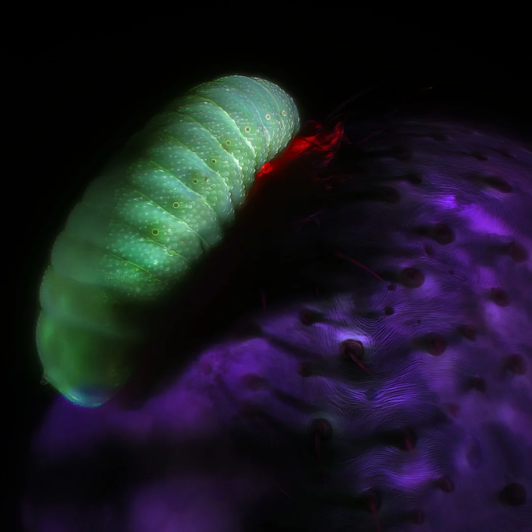 Image of Distinction: A parasitic wasp larva eating a spider