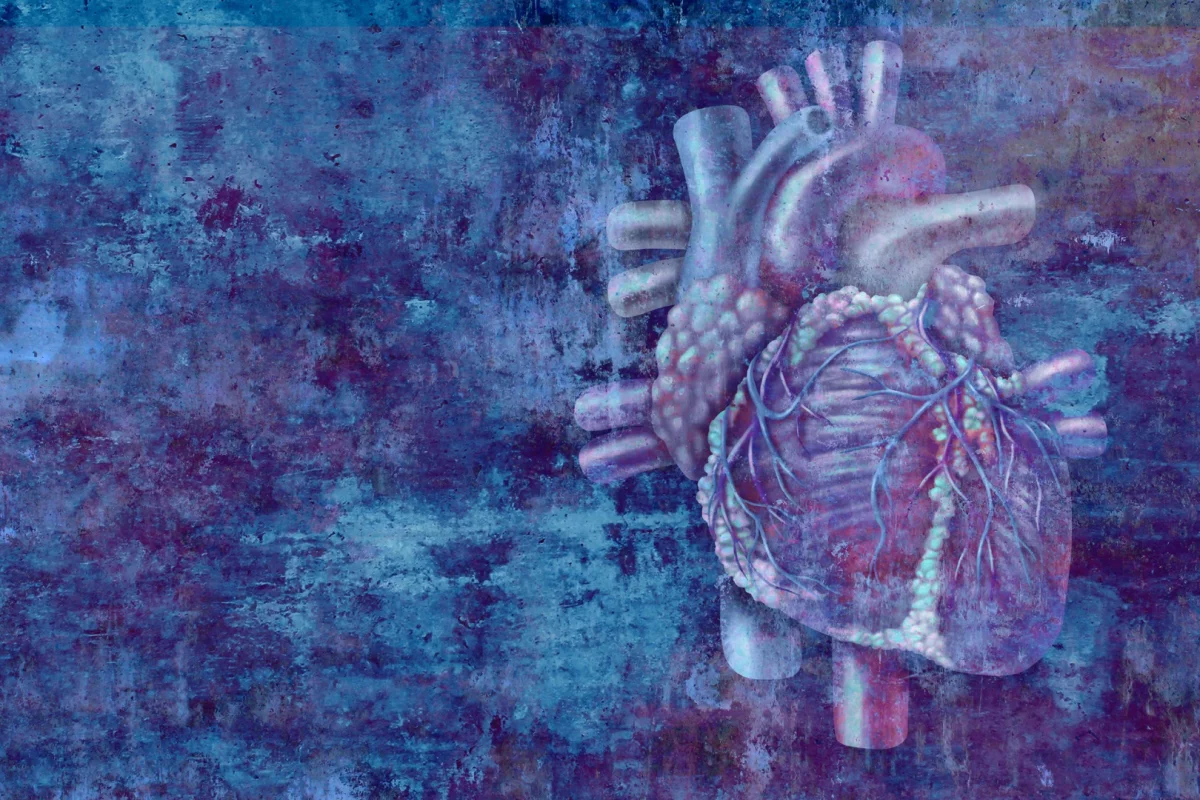 Placental stem cells have been found to regenerate damaged heart cells after a heart attack