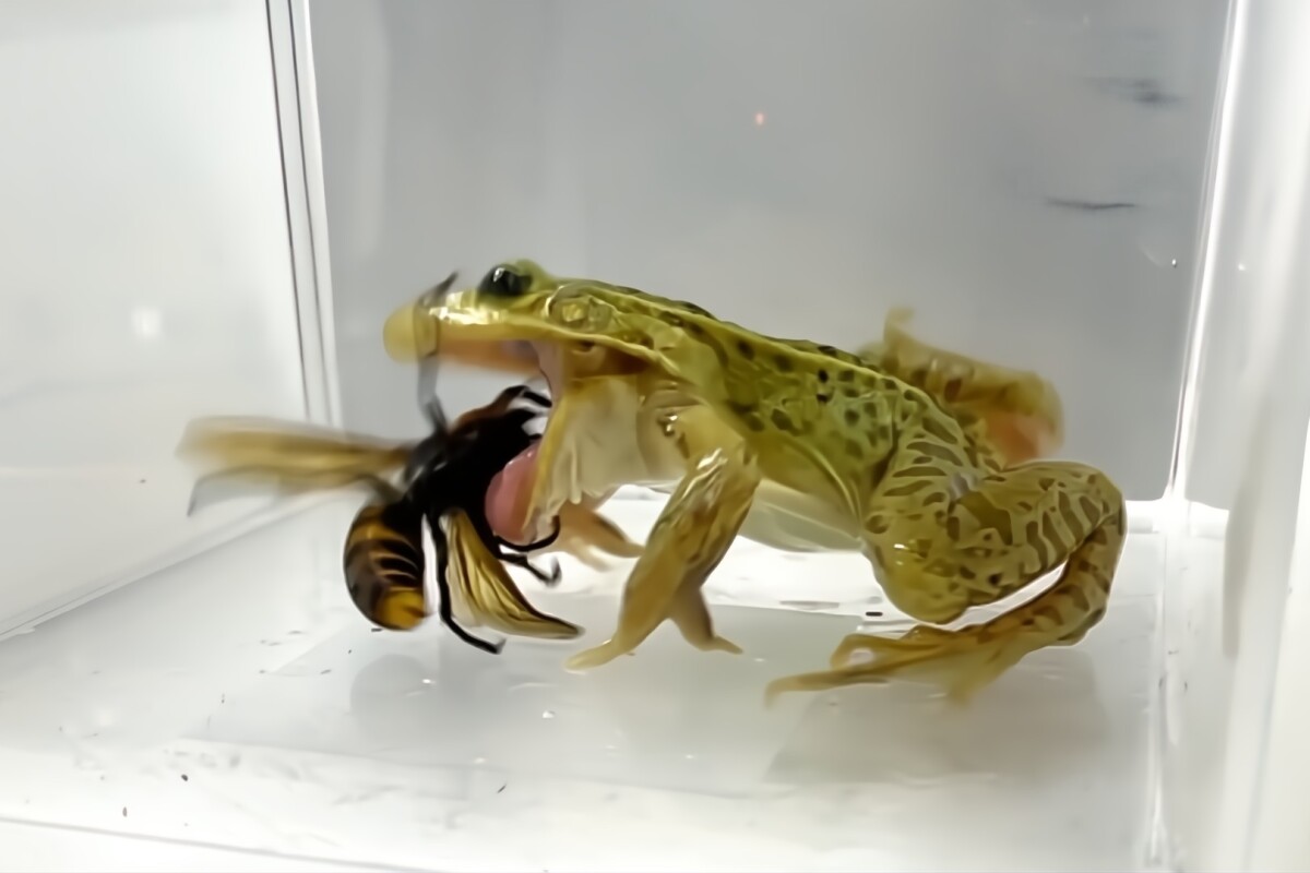 Pond frogs chow down on 'murder hornets' like it ain't no thing