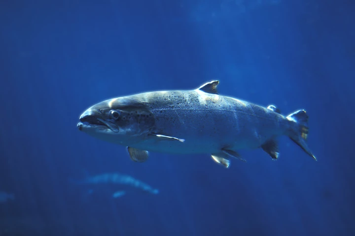 Waste produced by the salmon will provide nutrients to the kelp – which will in turn be used in salmon feed