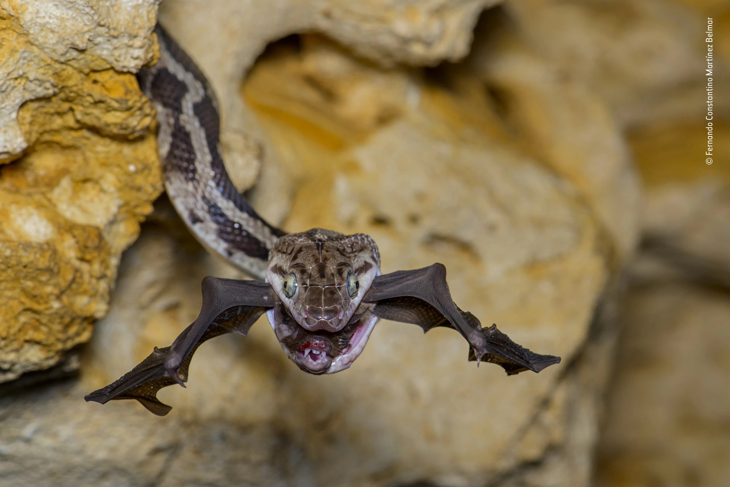 Winner, Behaviour: Amphibians and Reptiles. The bat-snatcher. A Yucatan rat snake snaps up a bat. Kantemo, Quintana Roo, Mexico