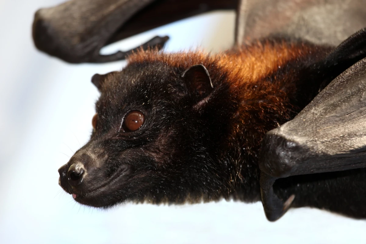 A new study investigates how a bat immune system is unique among mammals