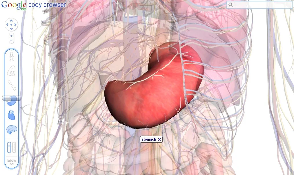 Clicking on the stomach brings it into sharp focus and a helpful label pops up