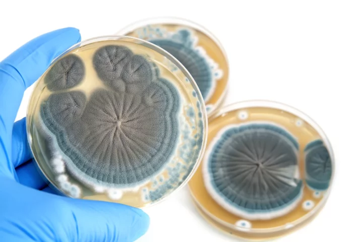 Plain old baker's yeast has been genetically engineered to produce penicillin, which could be the first step towards using the fungus to create new drugs
