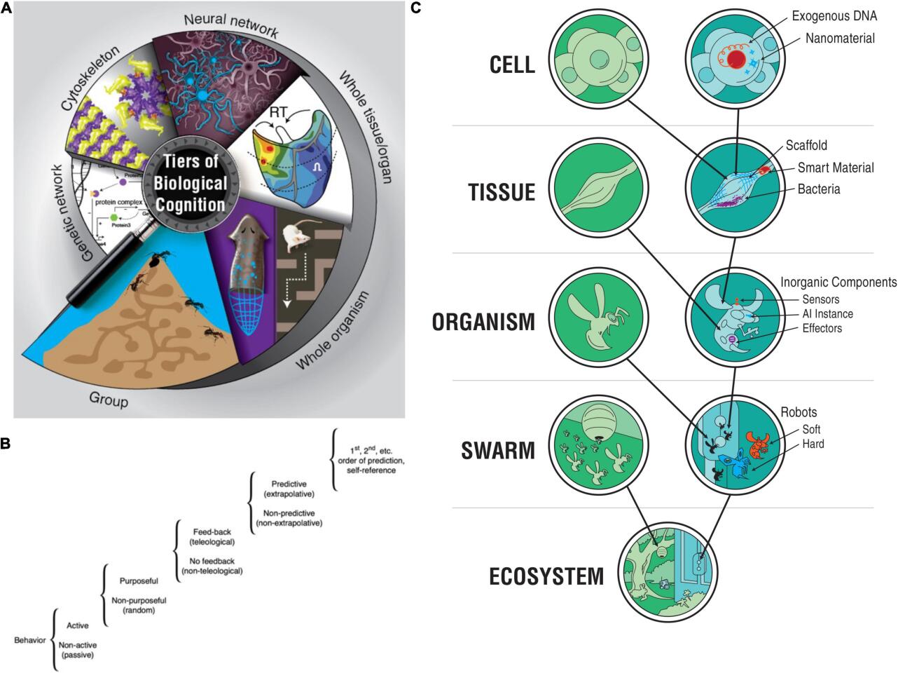 Intelligence emerges at multiple scales - from the molecular, to the cellular, to the organism, to the swarm and even to the ecosystem level, writes Levin