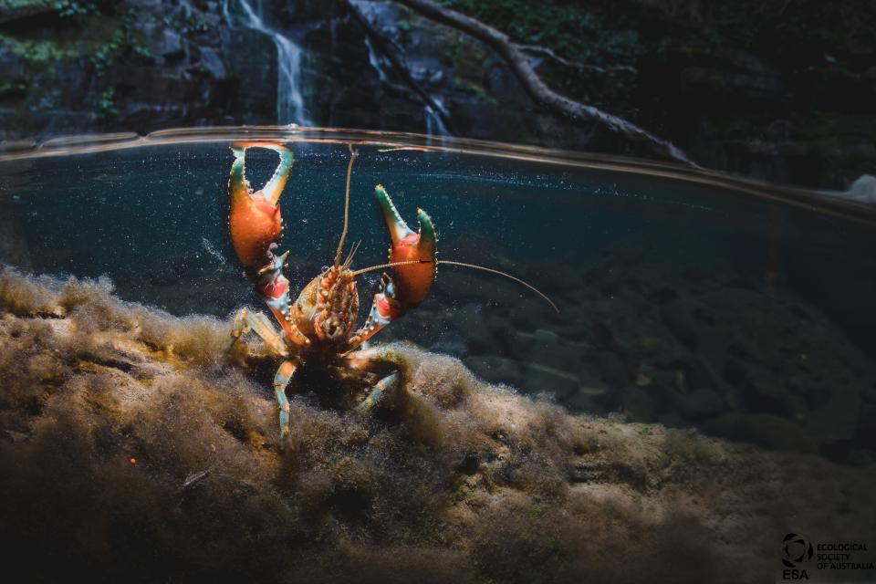 Alex Pike's shot of a southern hairy crayfish was taken with the camera only partly submerged for a striking composition