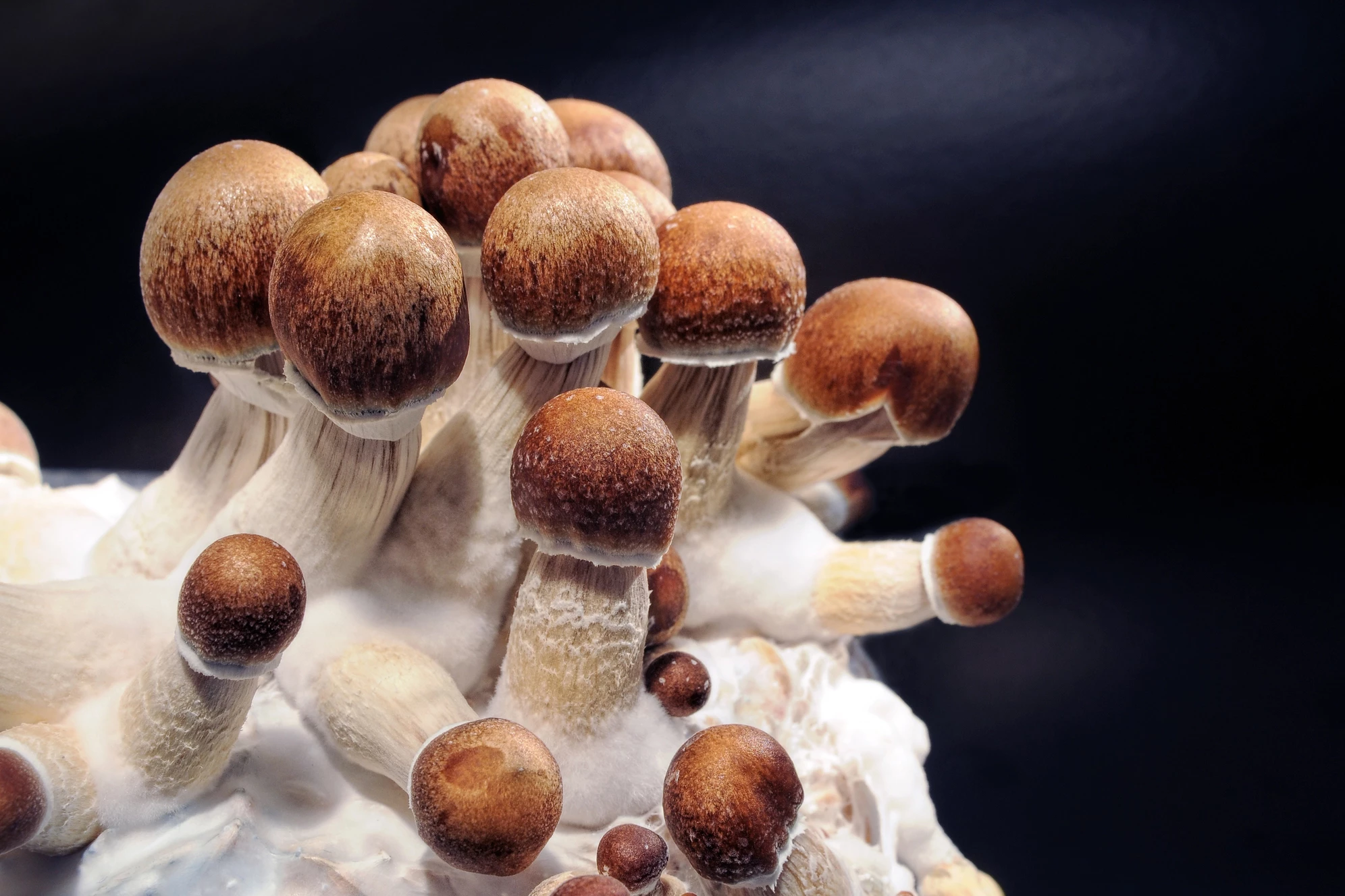 Psychedelic mushrooms contain psilocybin