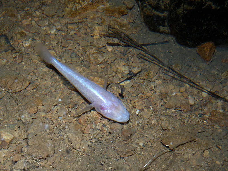 A blind cave fish, that gets around underwater just fine (Photo: Frank Vassen)