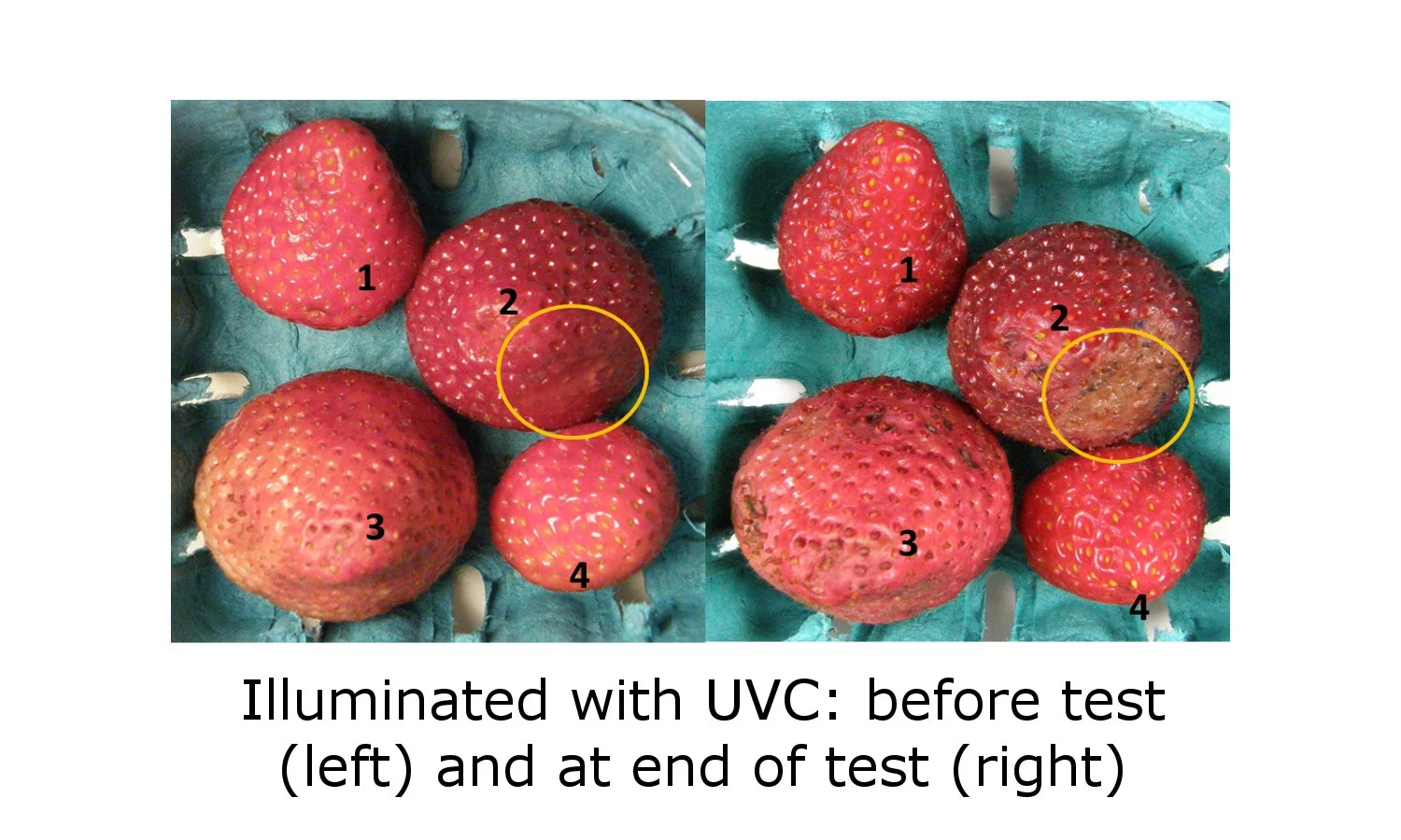UV-C light inhibits mold growth, but exacerbates existing rot and damage