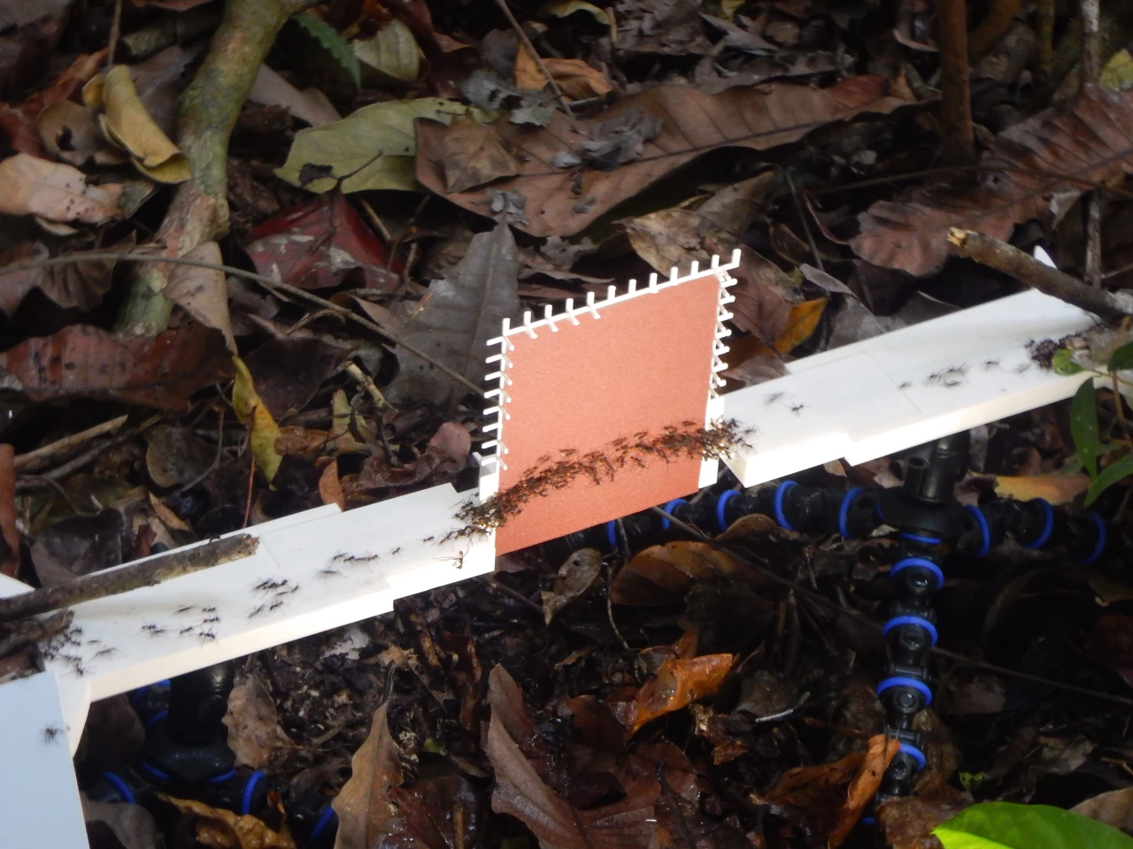 A new study has revealed an ability of army ants to form scaffold megastructures that prevent their nest mates from falling