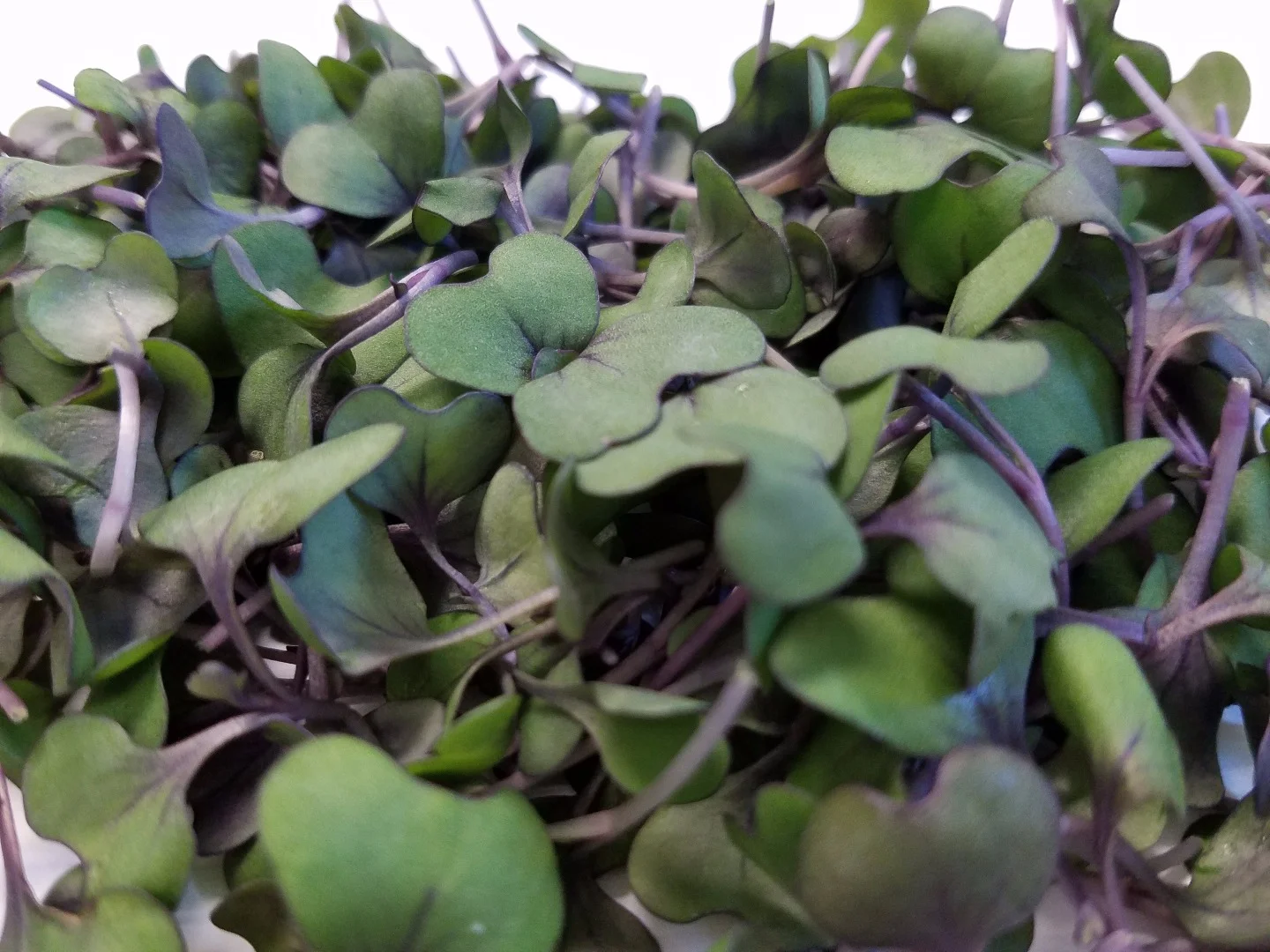 In a mouse study, red cabbage microgreens helped lower “bad” cholesterol, weight gain and blood pressure in animals on a high fat diet