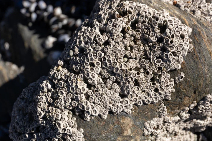 Barnacles produce a strong adhesive that works in the presence of water, and now MIT scientists have mimicked it to make a glue that stops bleeding
