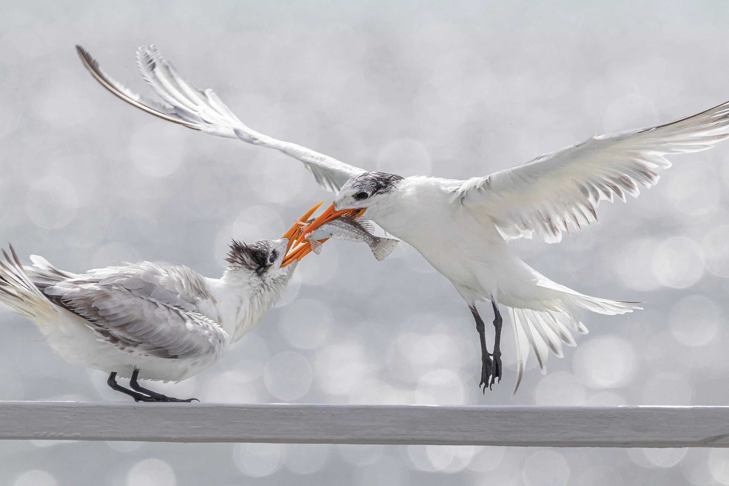 2025 Birds Without Borders Winner, Chile and Colombia: Royal terns (Thalasseus maximus) by Jacobo Giraldo Trejos (Dosquebradas, Colombia)