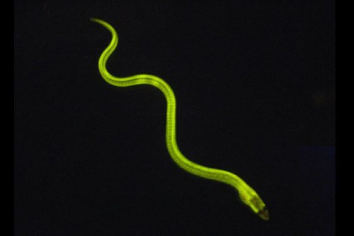 Glowing eels may help save human lives