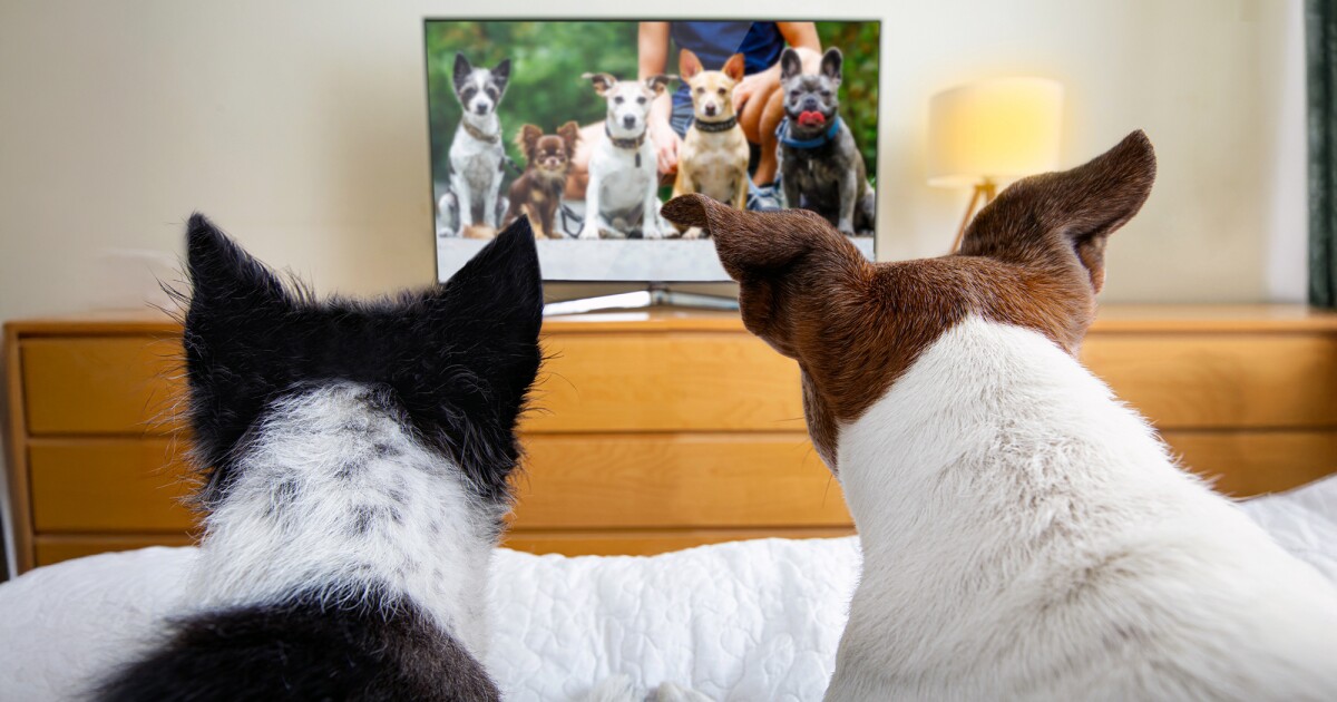 Do dogs watch TV? Study reveals surprising insights Do dogs watch TV? Study reveals surprising insights