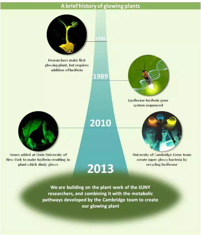 A brief history of the glowing plant's origins