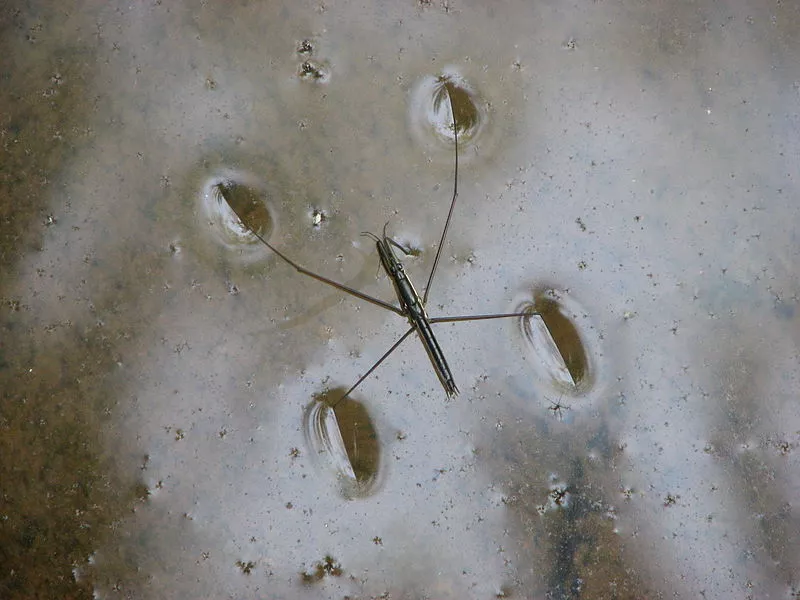 Tiny fibers in the new aerogel serve the same purpose as tiny hairs on the water strider's feet (Photo: Praveenp)