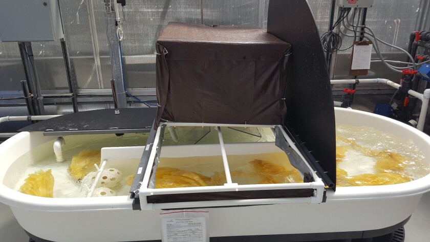 Test set up for uranium extraction