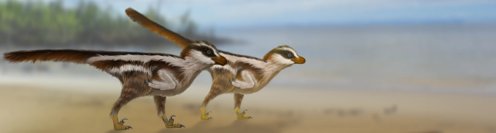 A recreation of Dromaeosauriformipes rarus, the tiny new raptor species that's thought to be responsible for the world's smallest dinosaur footprints