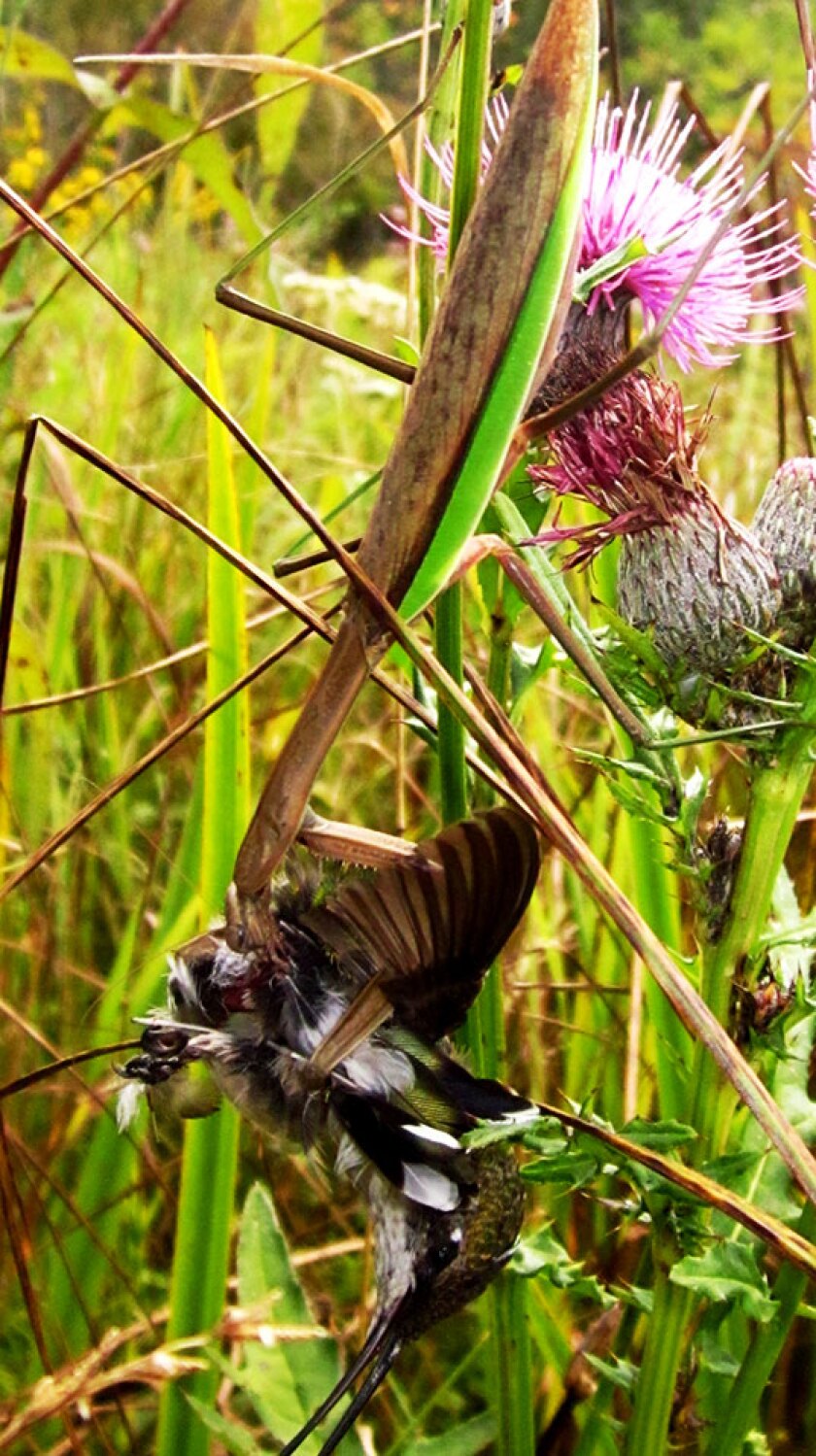 A systematic study has found that this behavior occurs across several species of mantis all over the world