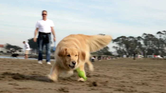A dog chasing the medium GoofBall