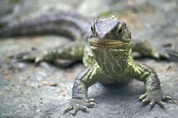 The tuatara Sphenodon punctatus from New Zealand is the sole surviving member of Rhynchocephalia order, once a diverse branch of lepidosaurs