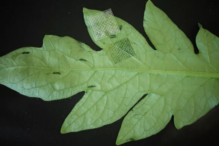 The disposable patch gathers genetic material containing both plant DNA, and the DNA of disease-causing organisms