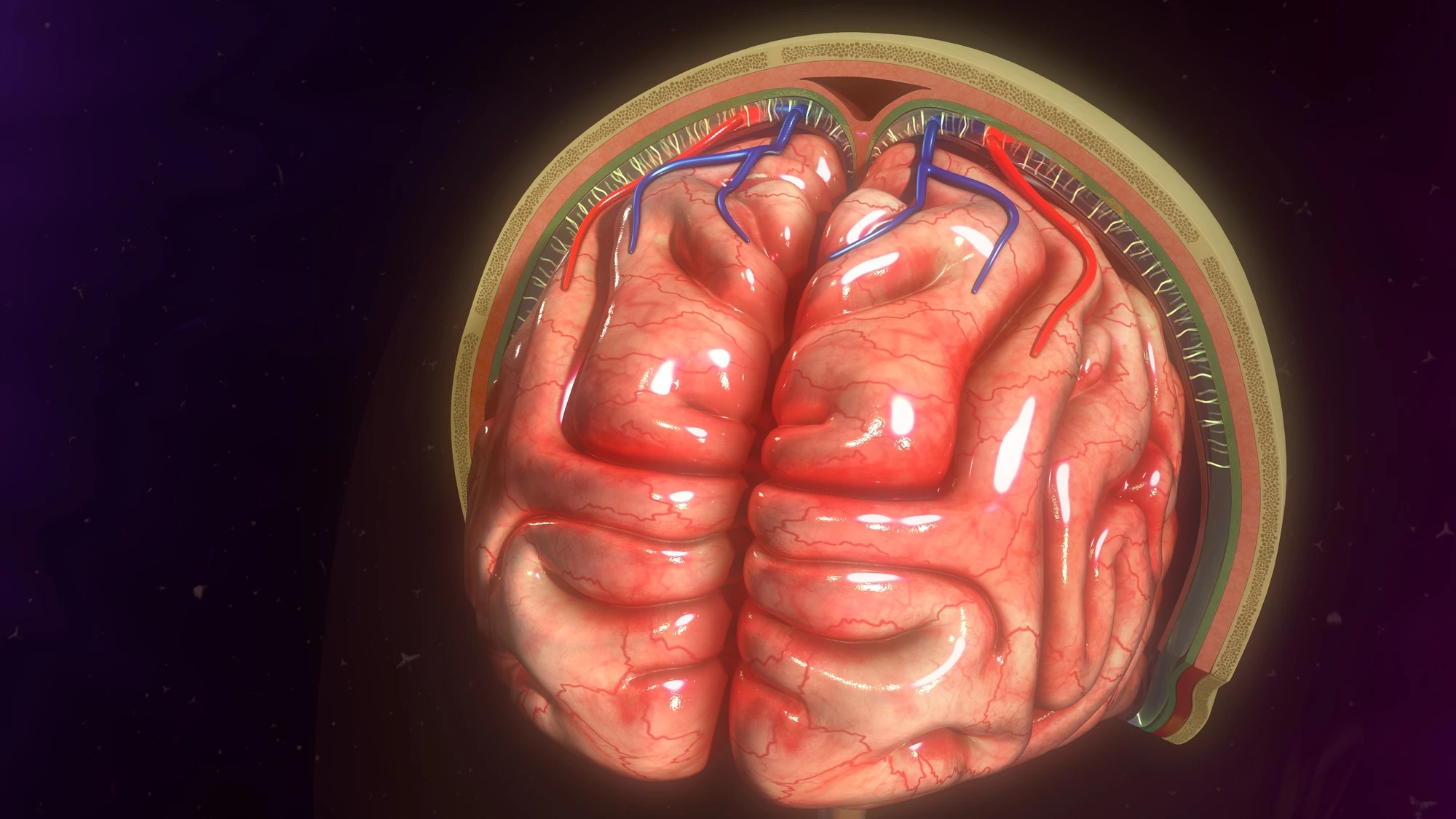 Surprising new research reveals immune cells present in a brain-protecting membrane originate in the gut