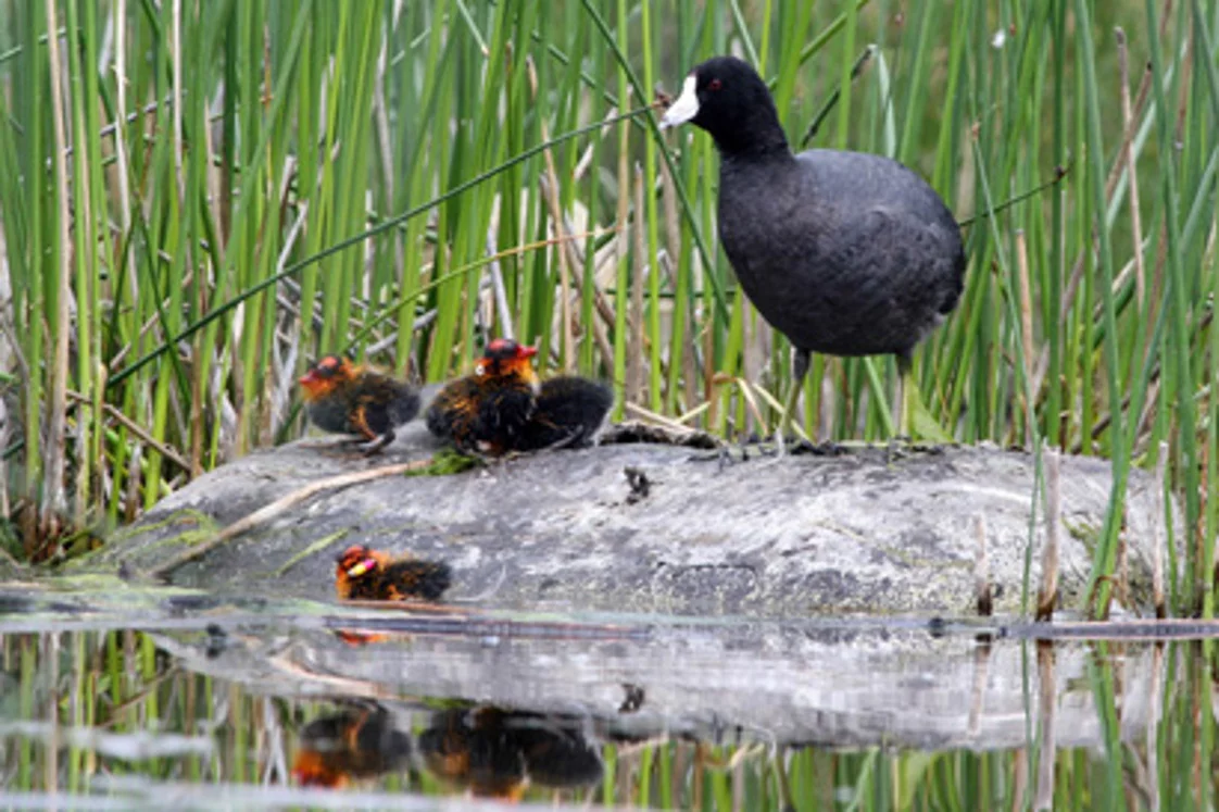 Adult American coots are mostly black and gray, but their chicks sport bright orange and red coloring