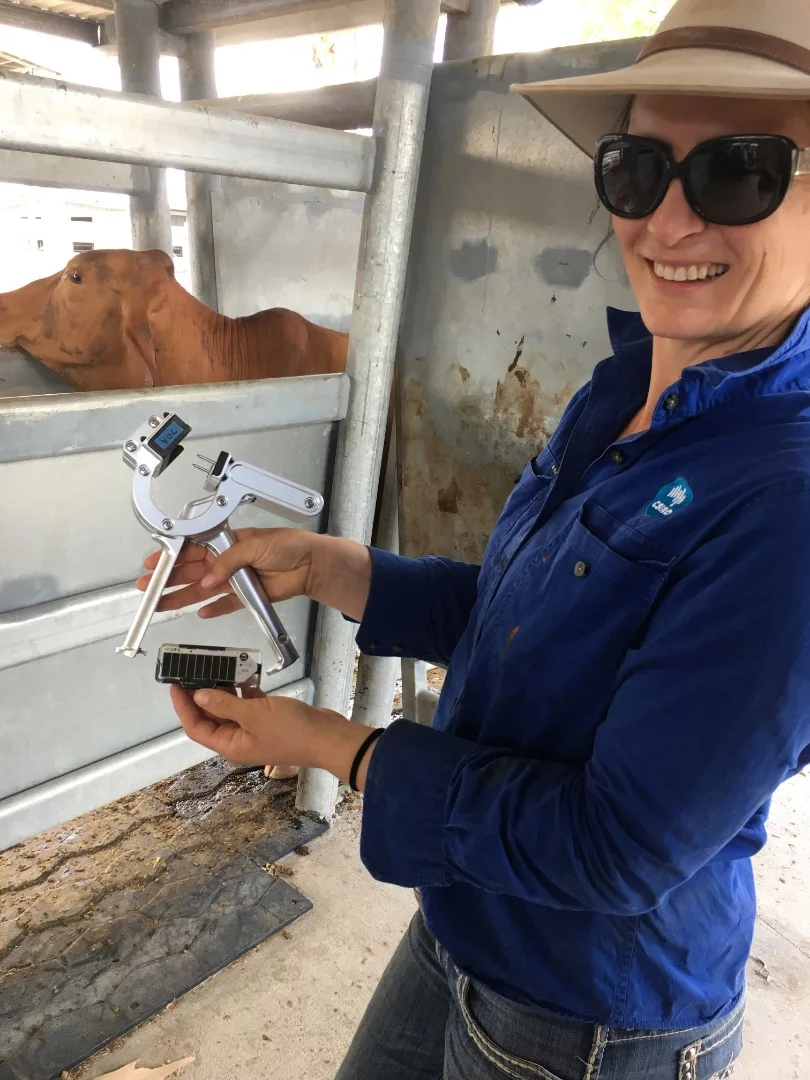 CSIRO's Mel Matthews shows off a Ceres Tag and its applicator